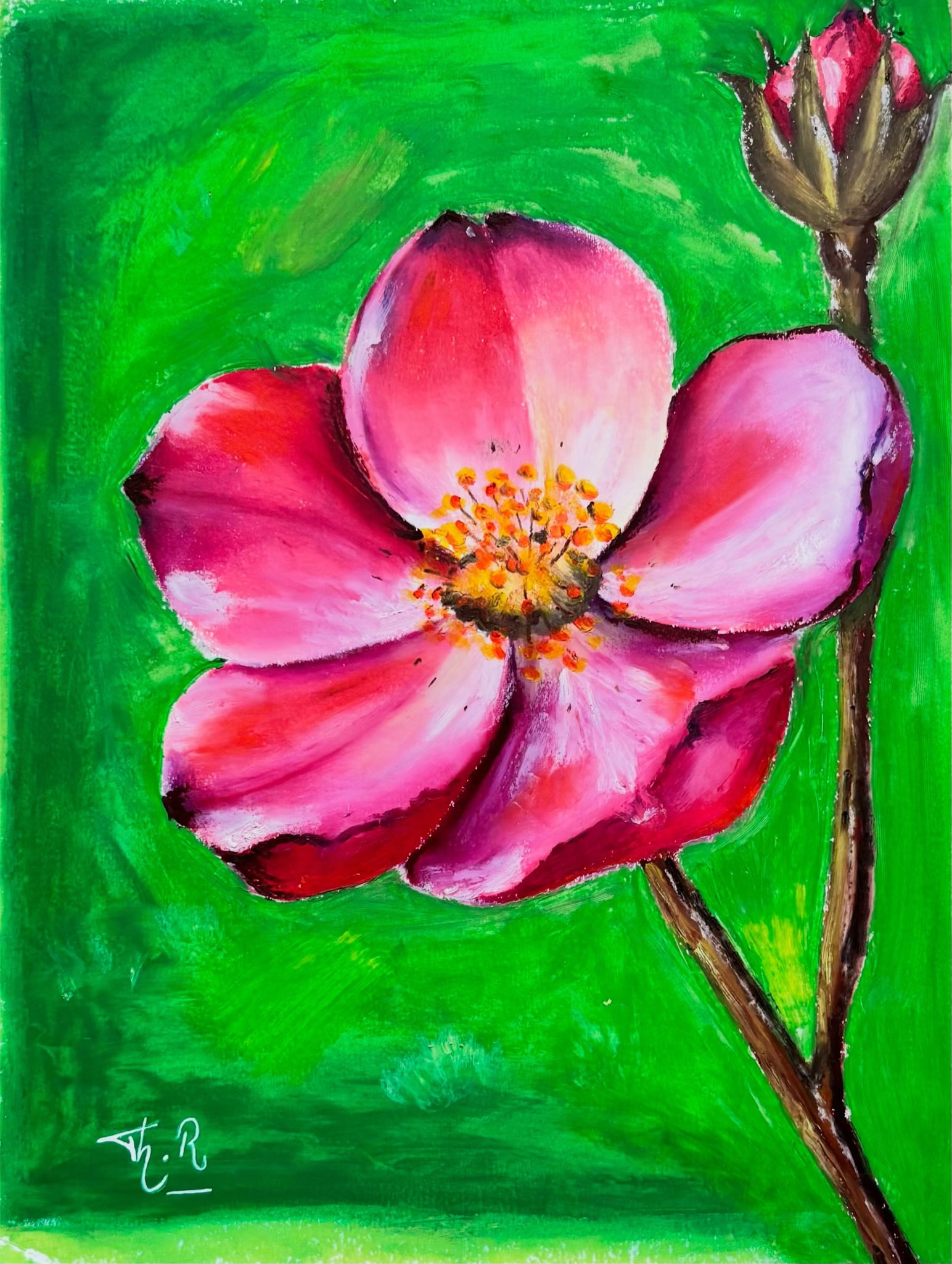 Huile — une grande fleur rose vif aux pétales en éventail, cœur jaune-orangé, sur fond vert prairie. Un bouton fermé en haut à droite.