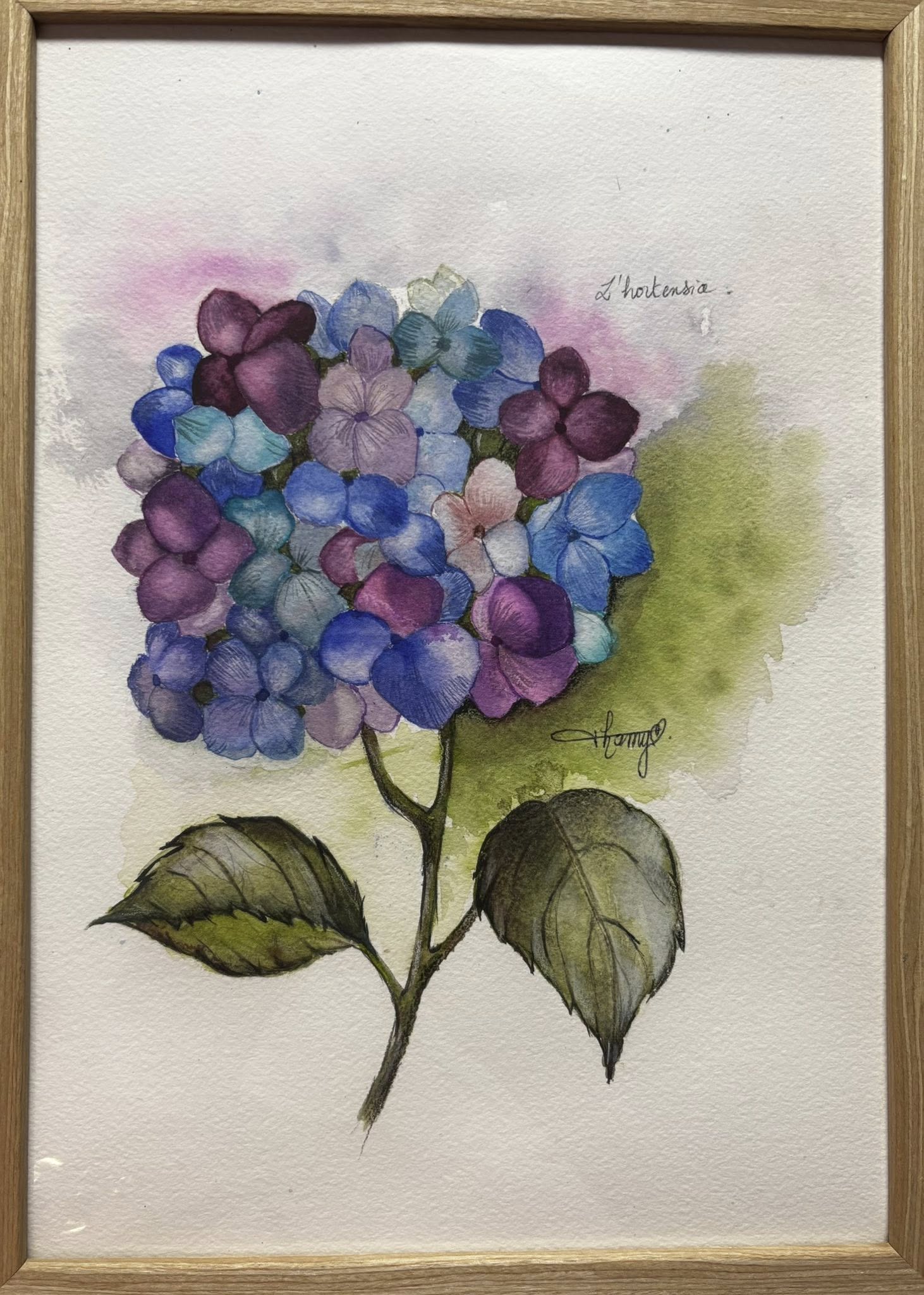 Aquarelle encadrée — un hortensia aux pétales bleu-violet et rose, deux grandes feuilles ovales en bas, fond légèrement vert.