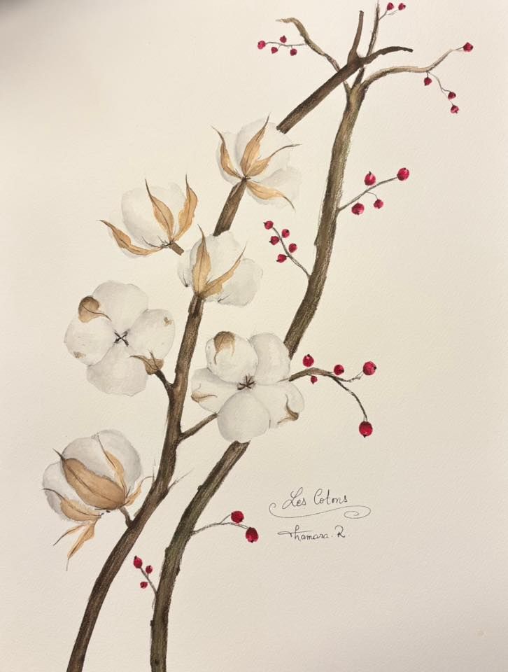 Ce dessin est né après l’achat de ces fleurs de coton chez ma fleuriste du coin.
Leur douceur aérienne et leur délicatesse naturelle m’ont donné envie d’en capturer chaque détail, comme pour prolonger un instant de poésie.
